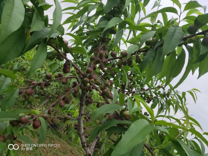 珍珠枣油桃