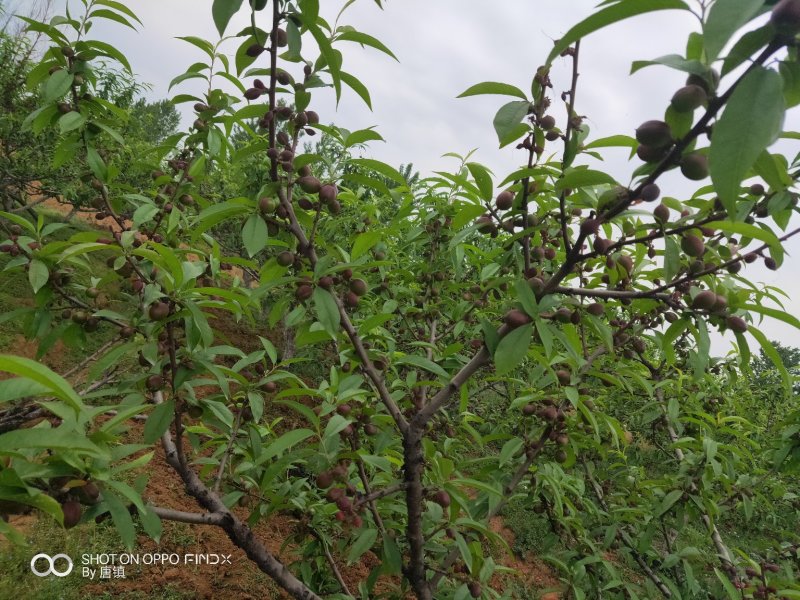 珍珠枣油桃