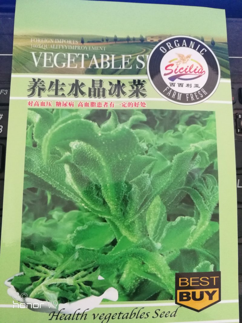【优质】冰菜种子产量高口感爽脆长势快抗虫性好带小冰晶