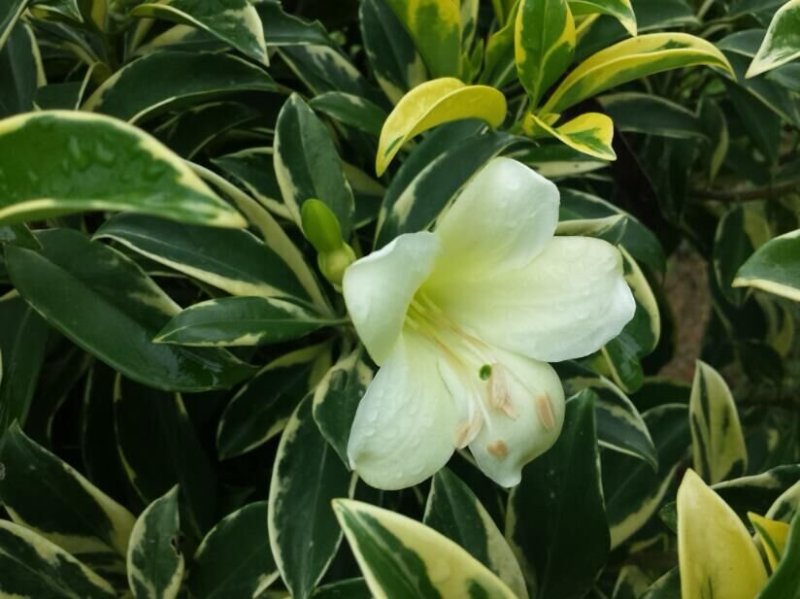 花叶灰莉