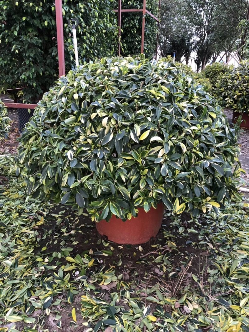 花叶灰莉