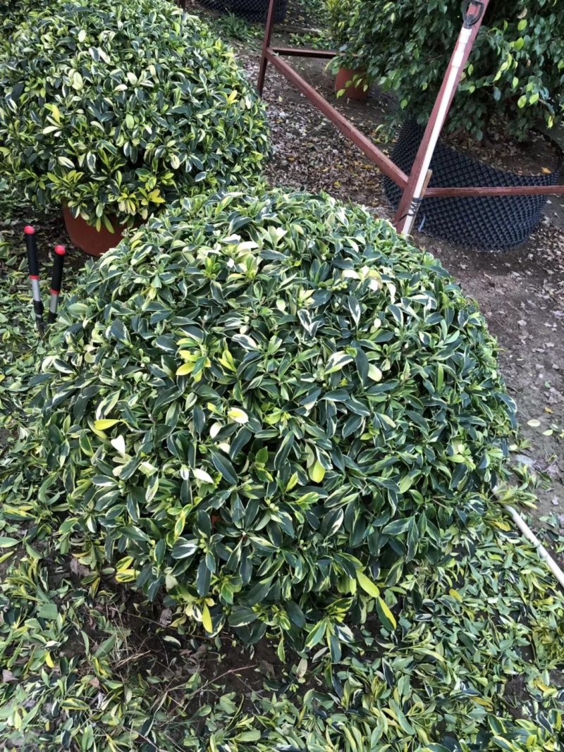花叶灰莉