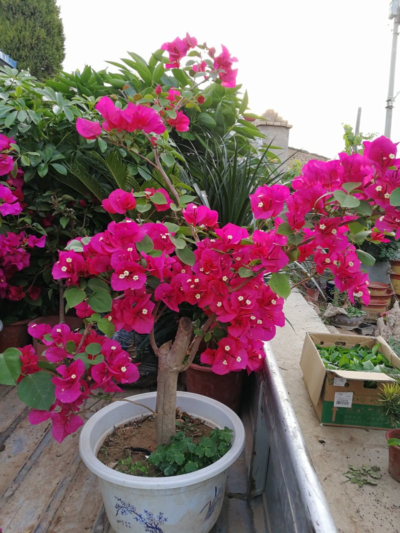 三角梅盆景中国红三角梅