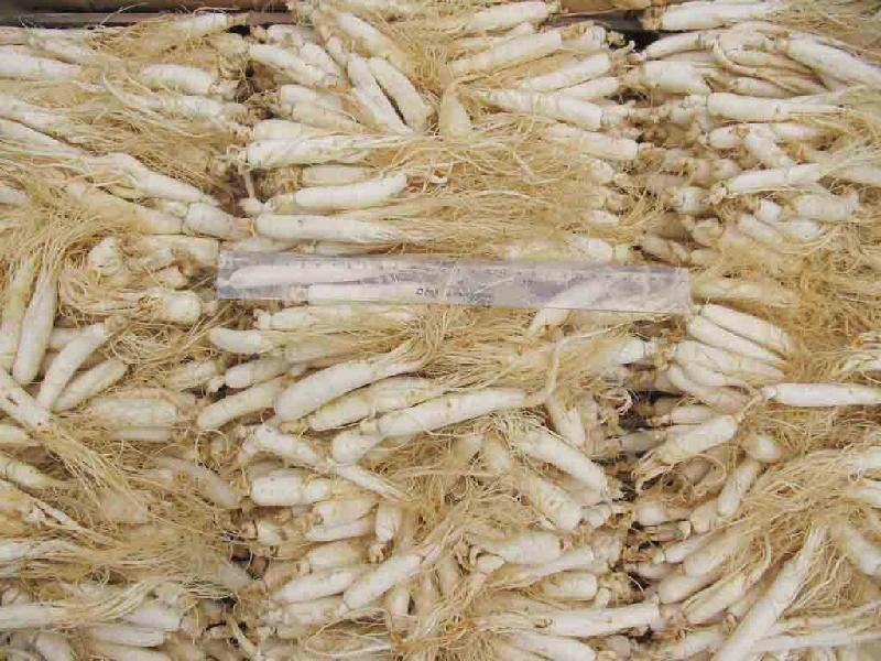 长白山无硫人参盒装500g原皮全须白