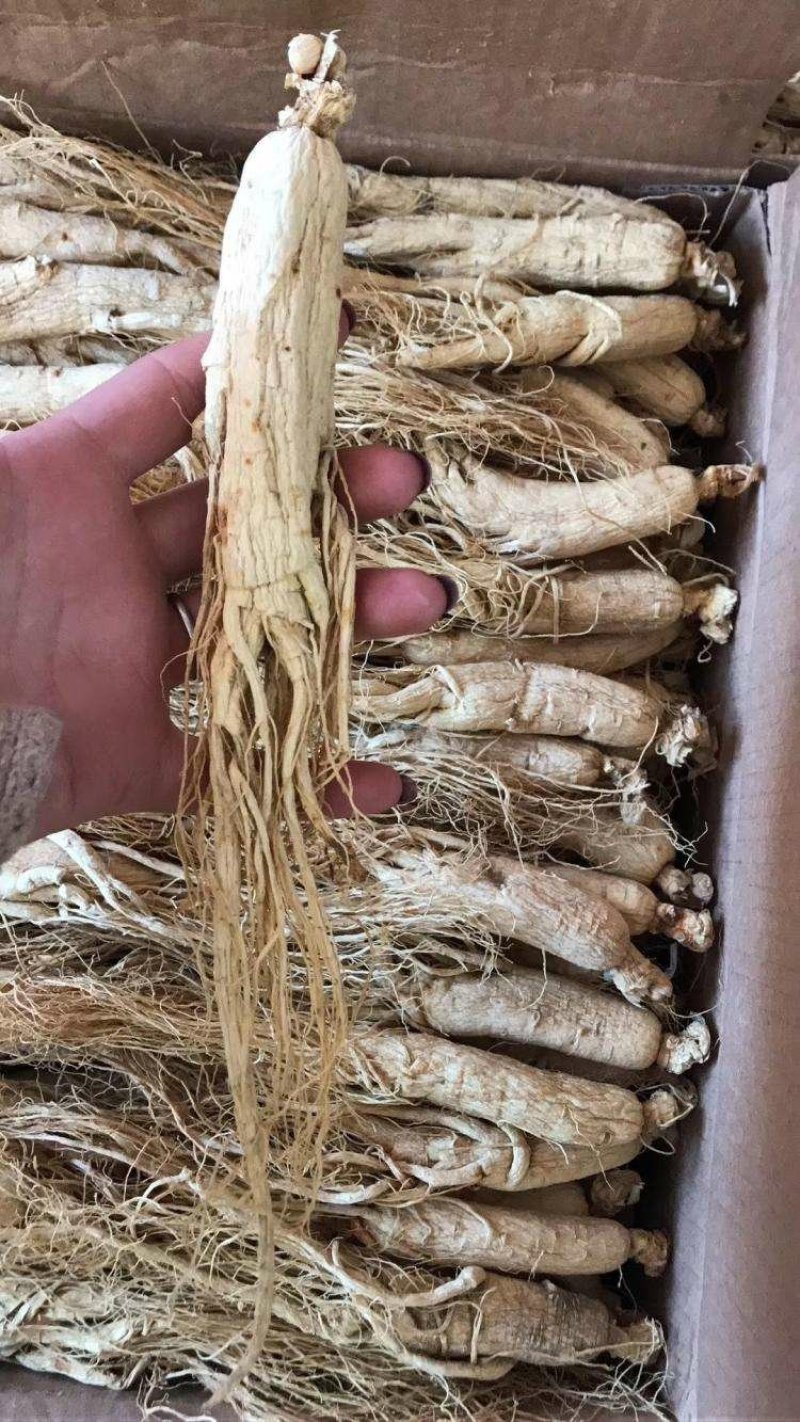 长白山无硫人参盒装500g原皮全须白