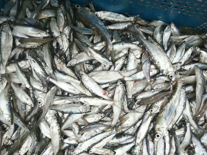 大量供应水库冰鲜小鱼