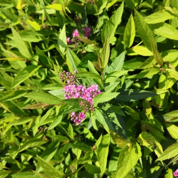 绣线菊金山金焰各种绣线菊
