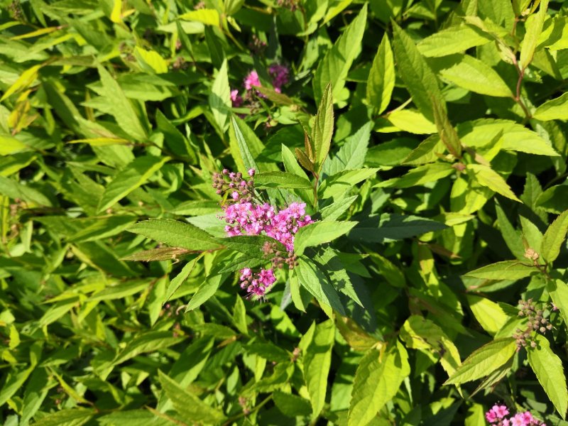 绣线菊金山金焰各种绣线菊