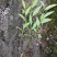 绣线菊金山金焰各种绣线菊