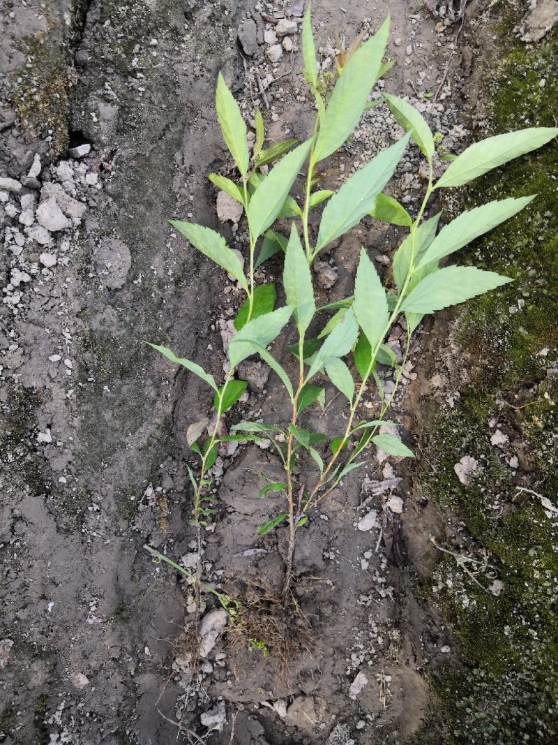 绣线菊金山金焰各种绣线菊
