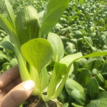 常年供应精品油菜、快菜