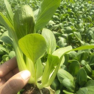 常年供应精品油菜、快菜