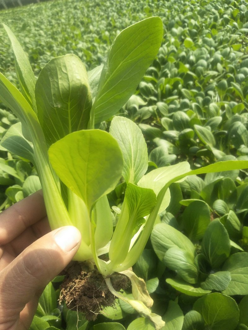 常年供应精品油菜、快菜