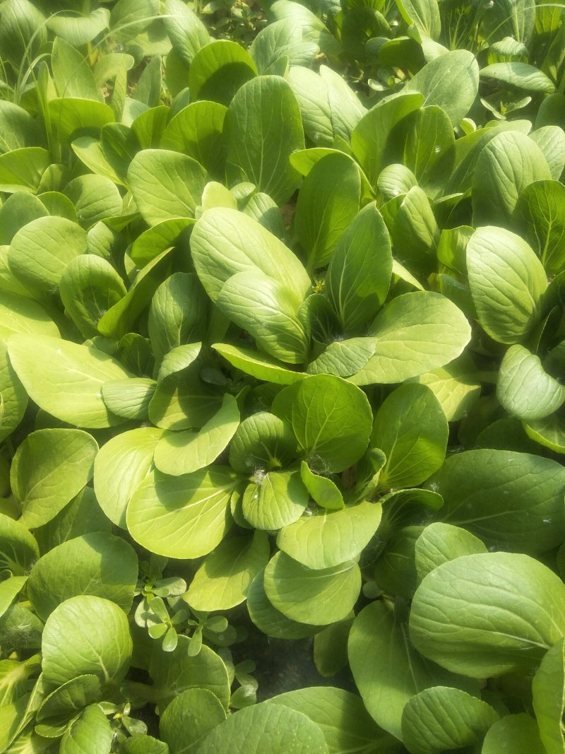 常年供应精品油菜、快菜