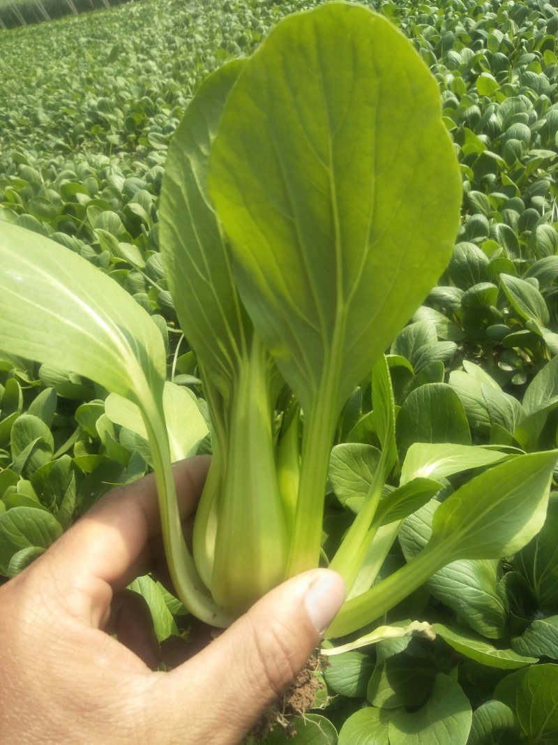 常年供应精品油菜、快菜