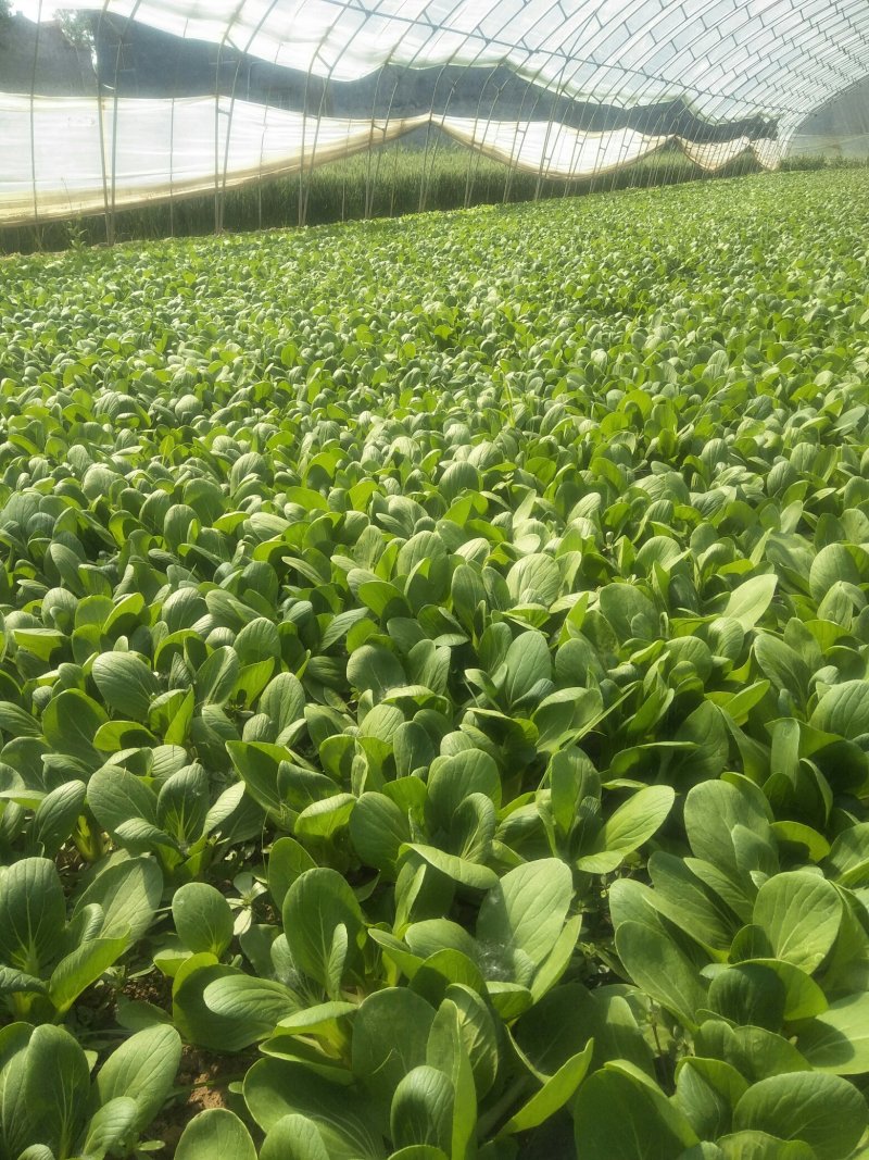 常年供应精品油菜、快菜