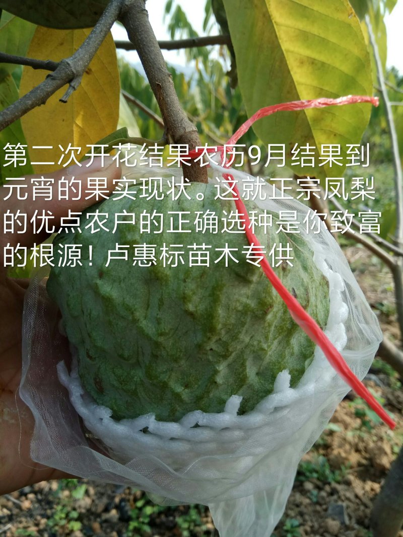 凤梨释迦杯苗，成活率高，免费技术指导，带土带杯发货确成活