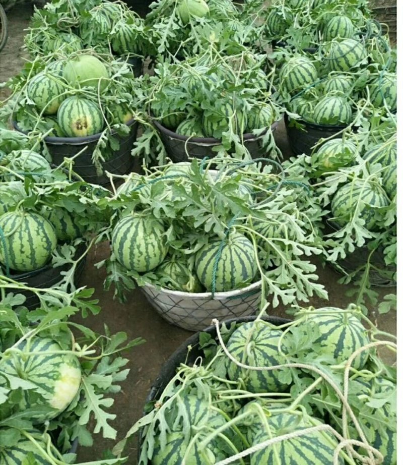 8424麒麟西瓜基地一站式服务
