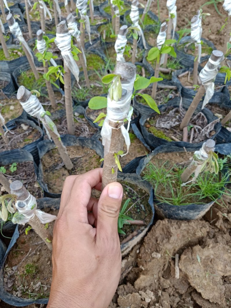 嫁接直生凤梨释迦苗