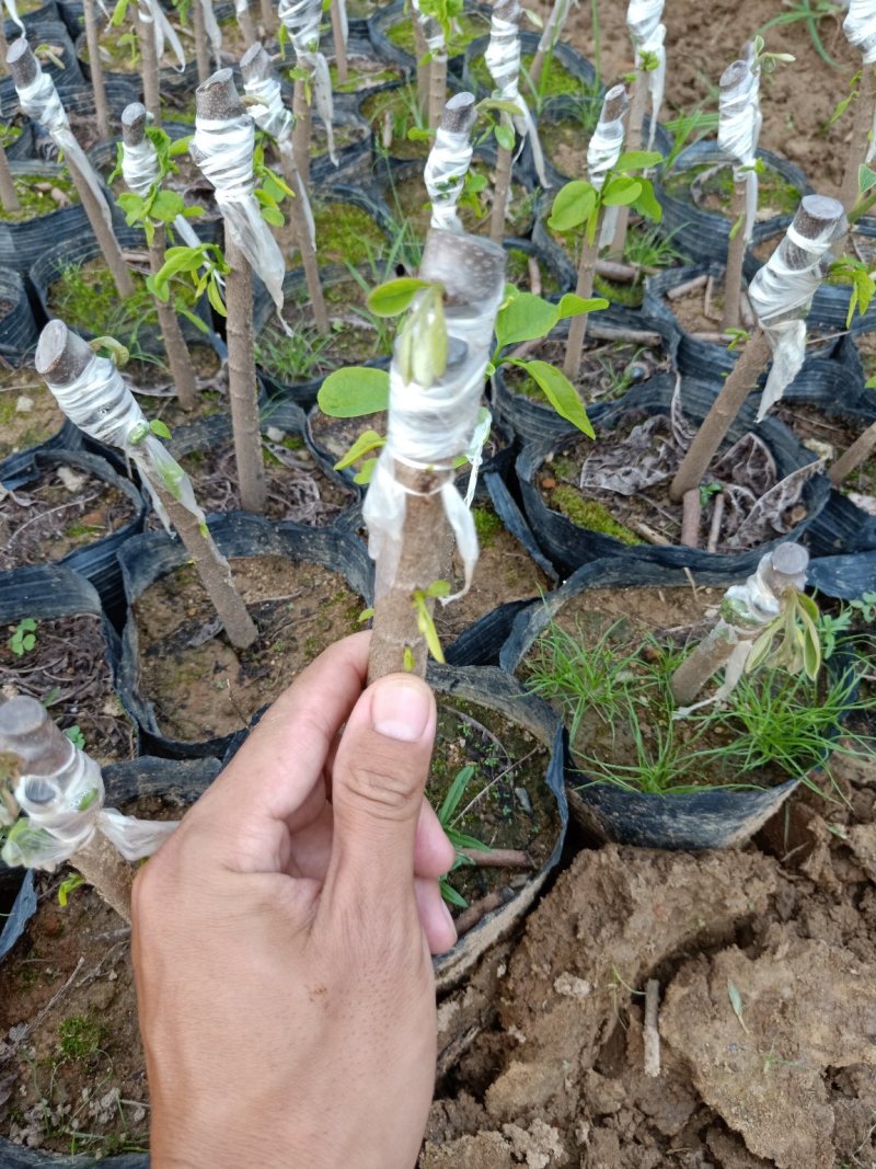嫁接直生凤梨释迦苗