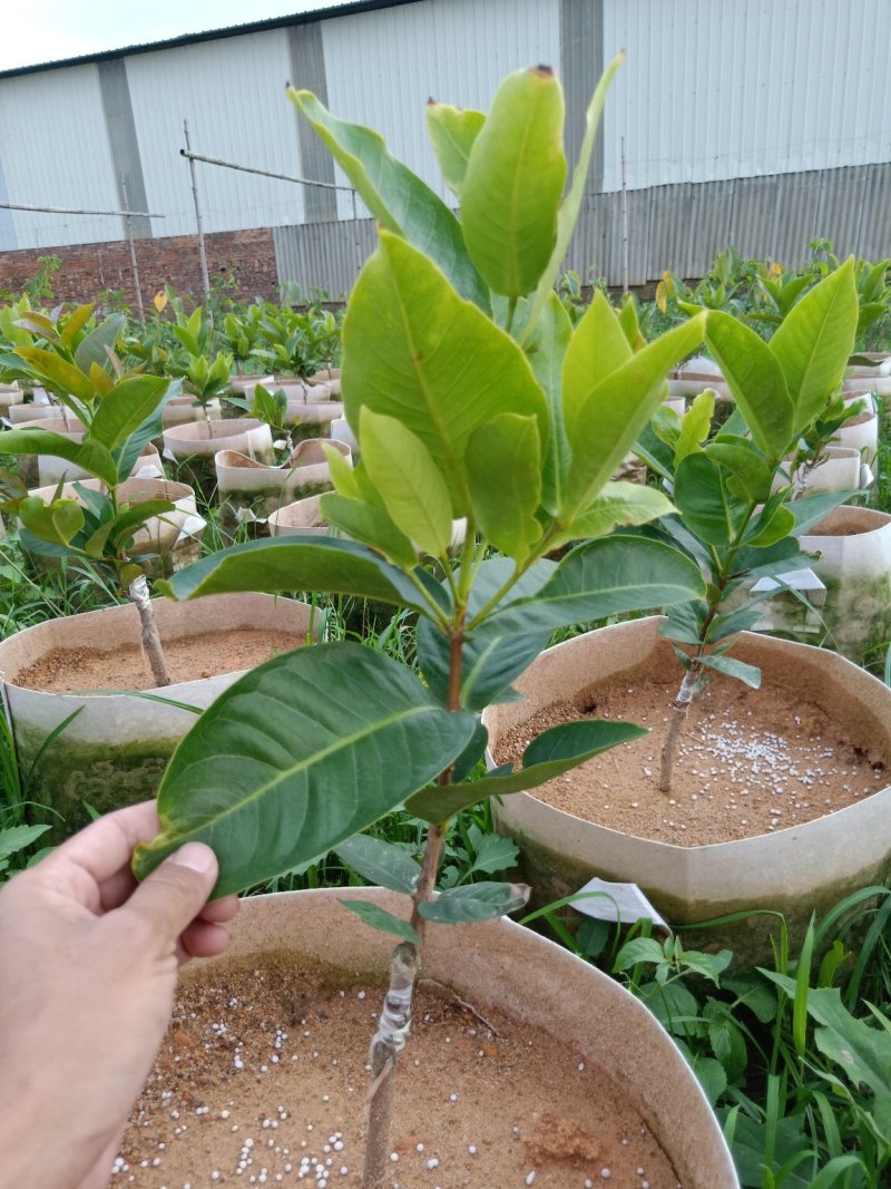 大叶莲雾，黑糖芭比莲雾