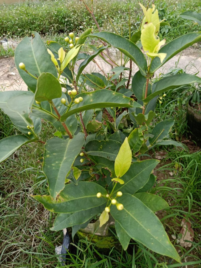 大叶莲雾，黑糖芭比莲雾