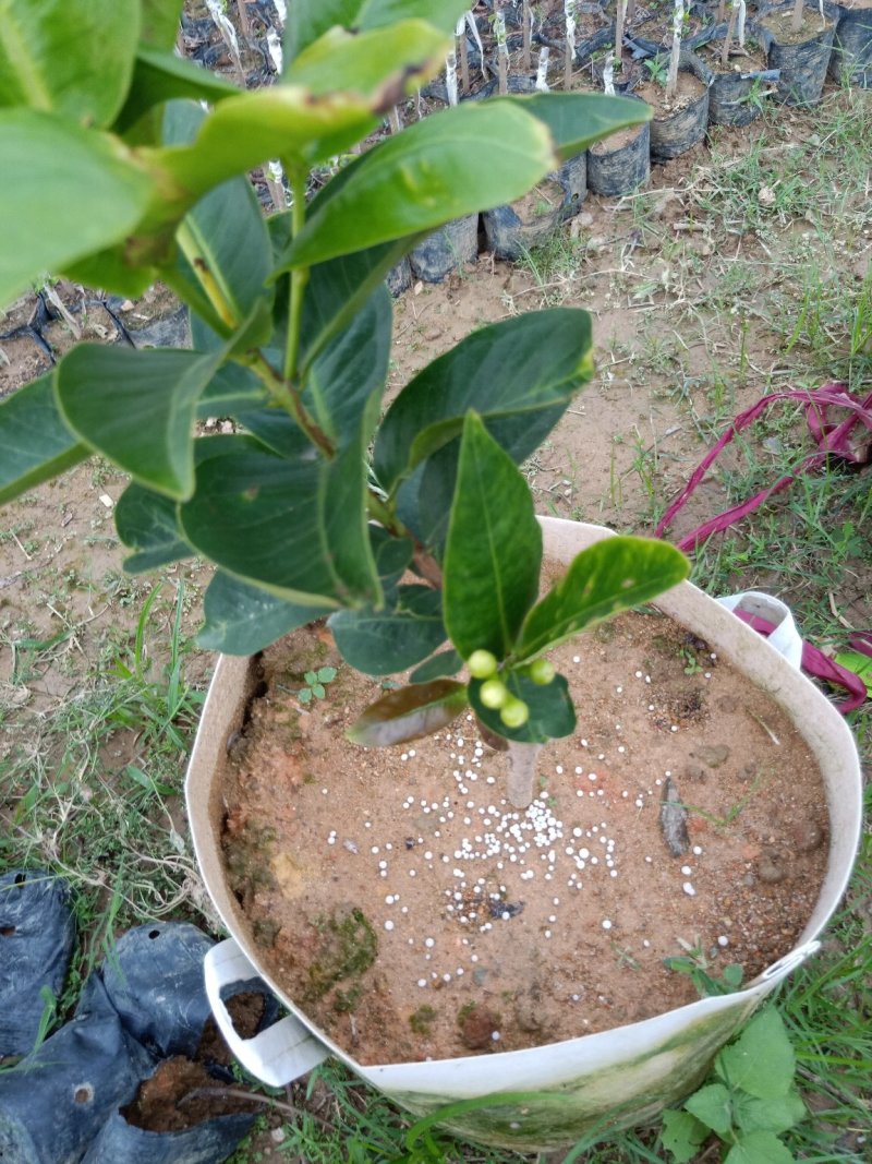大叶莲雾，黑糖芭比莲雾