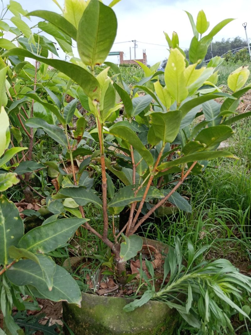 大叶莲雾，黑糖芭比莲雾