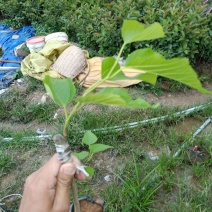 水果苗长果桑