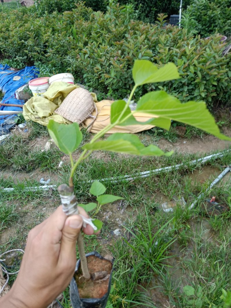 水果苗长果桑