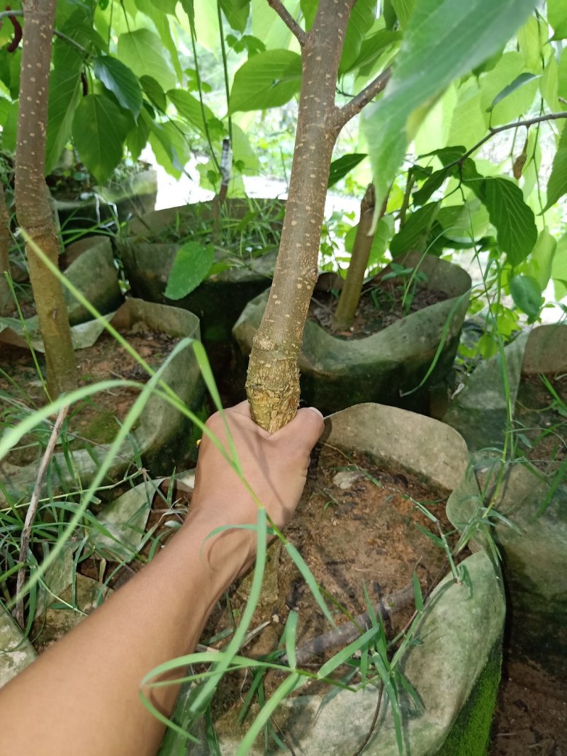 水果苗长果桑