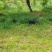 藏香猪，巴马香猪，从江香猪，