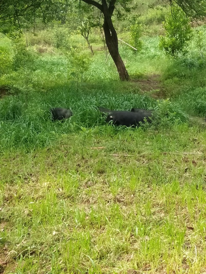 藏香猪，巴马香猪，从江香猪，