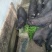 香猪