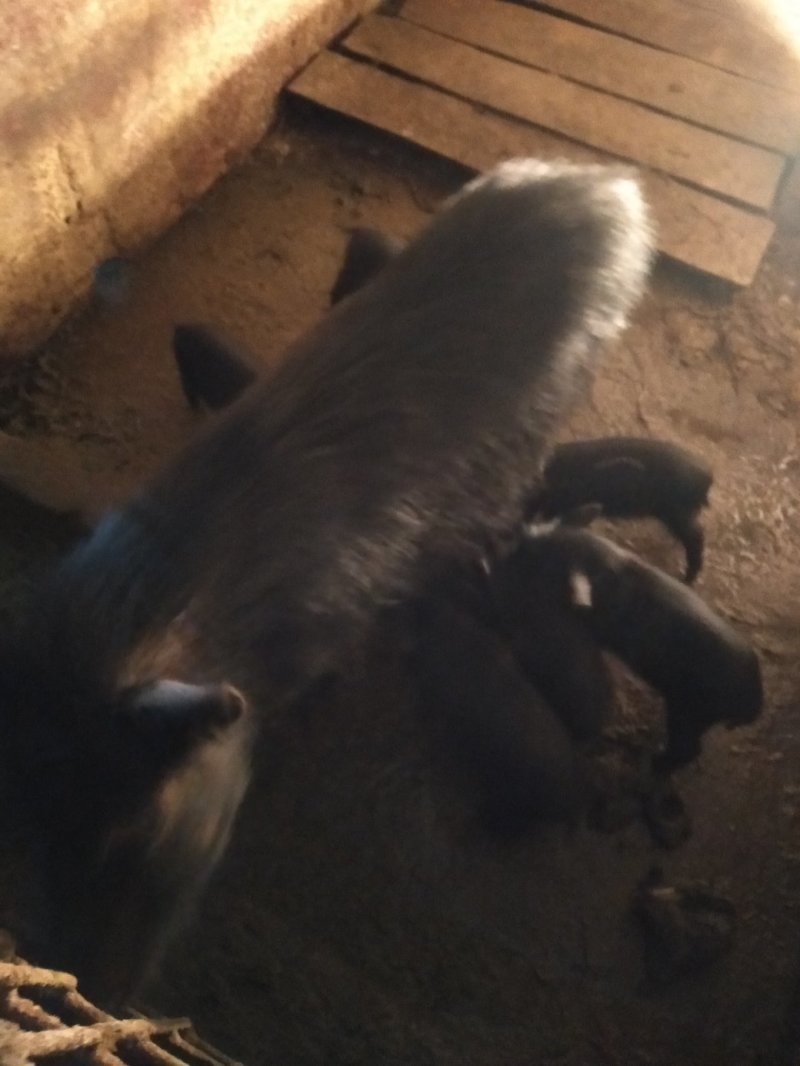 香猪
