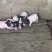 香猪