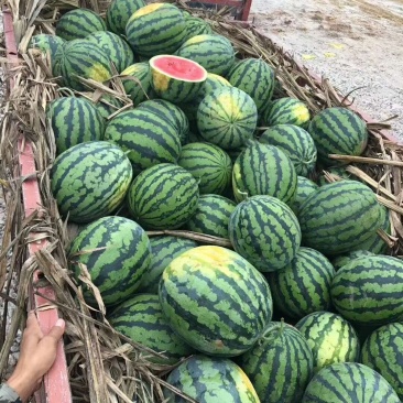 速丽甜王