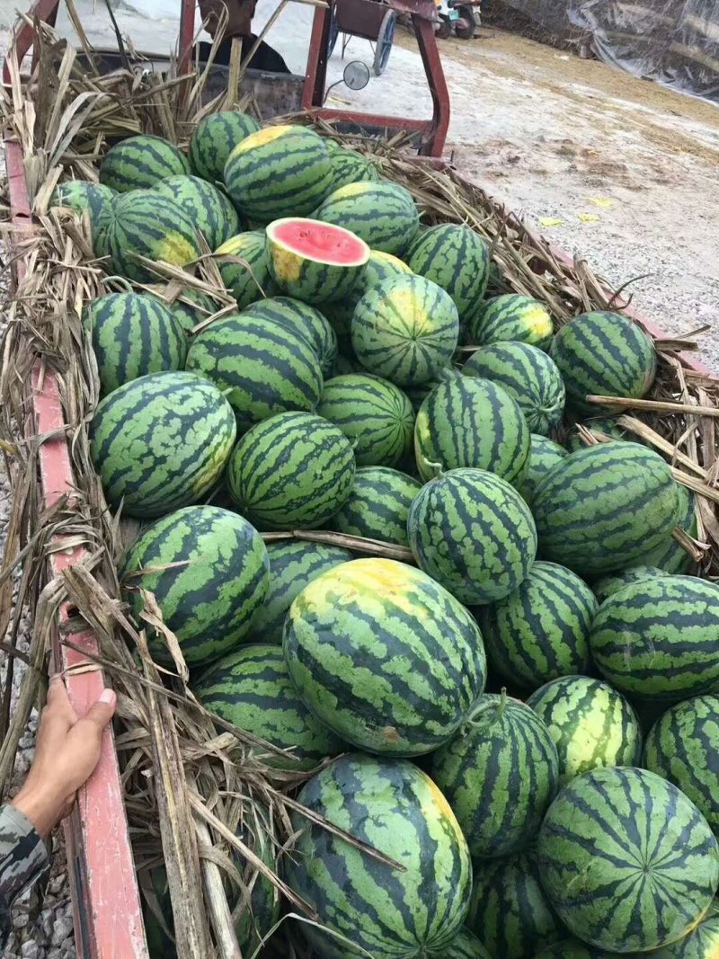 速丽甜王