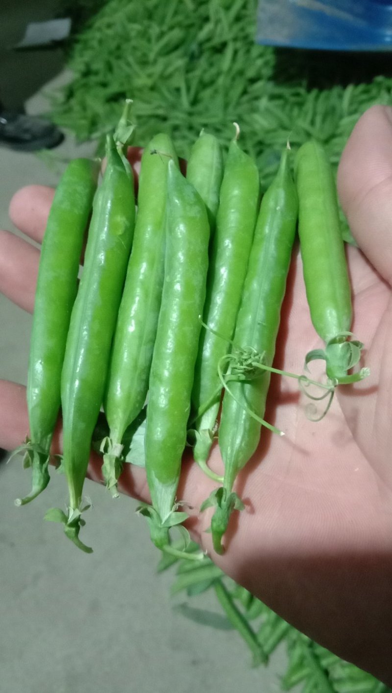精品长寿仁豌豆角产地直销，直接下单安排发货，保证质量！！