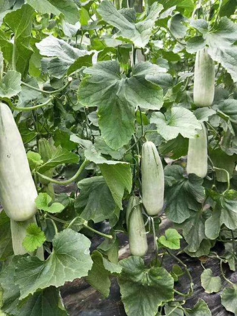 羊角蜜甜瓜基地大量供货，货源充足，代发全国各地市场！