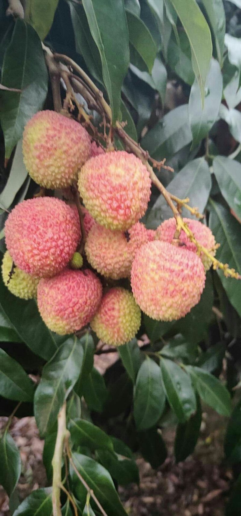 荔枝