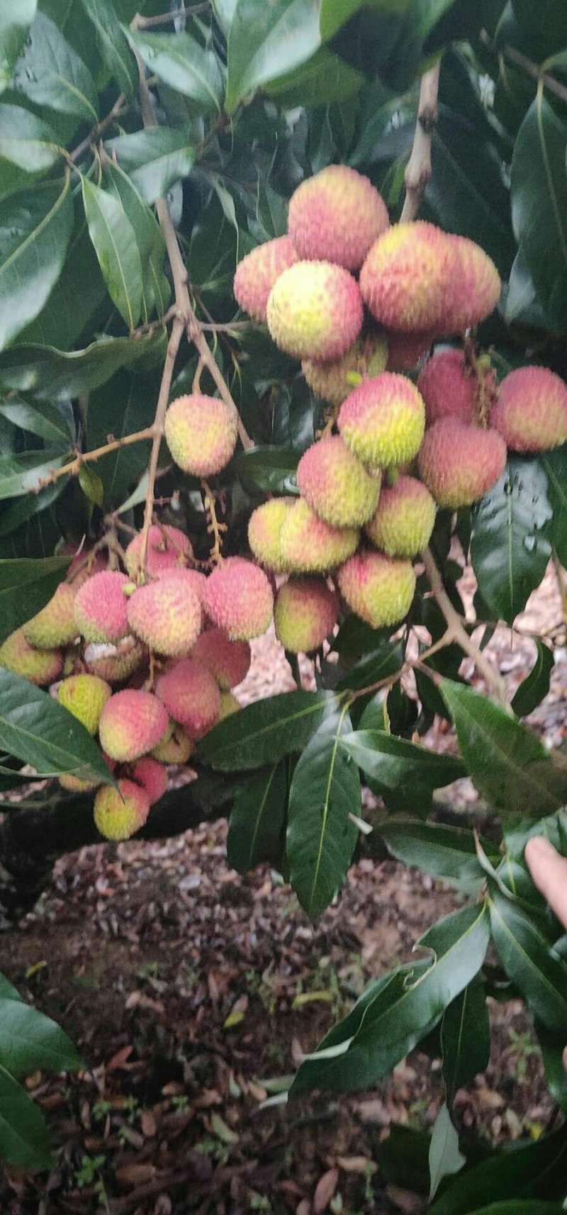 荔枝