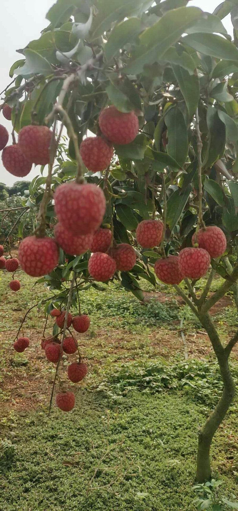 白糖罂荔枝