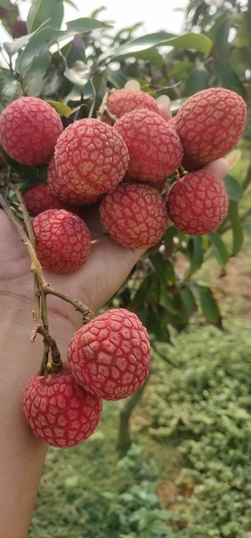 白糖罂荔枝
