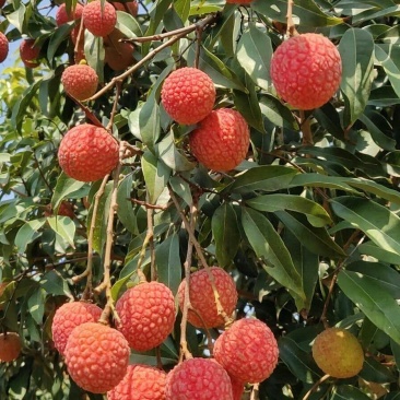 白糖罂荔枝