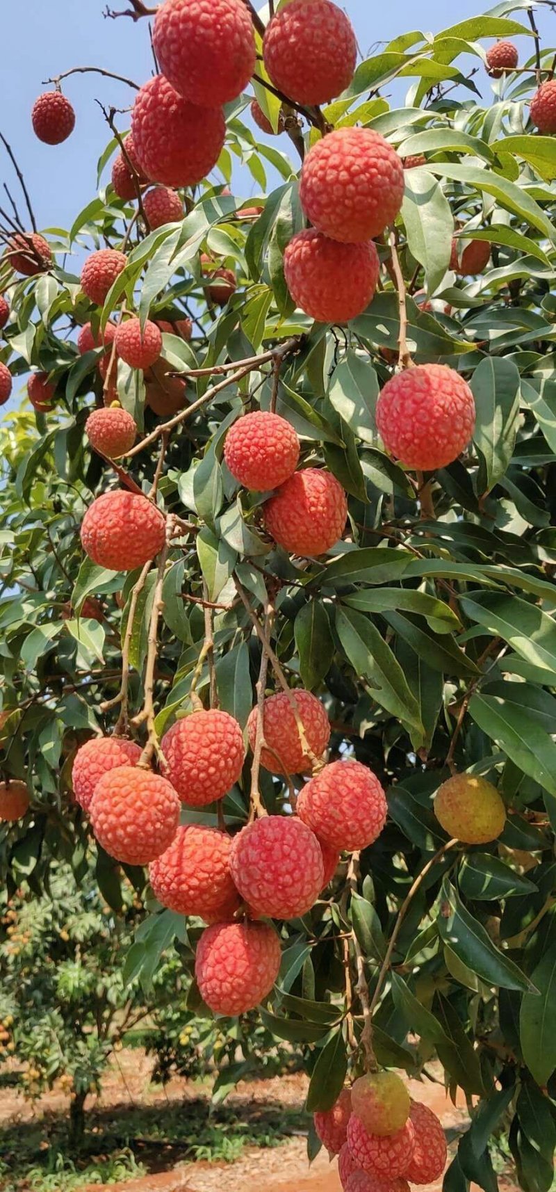 白糖罂荔枝