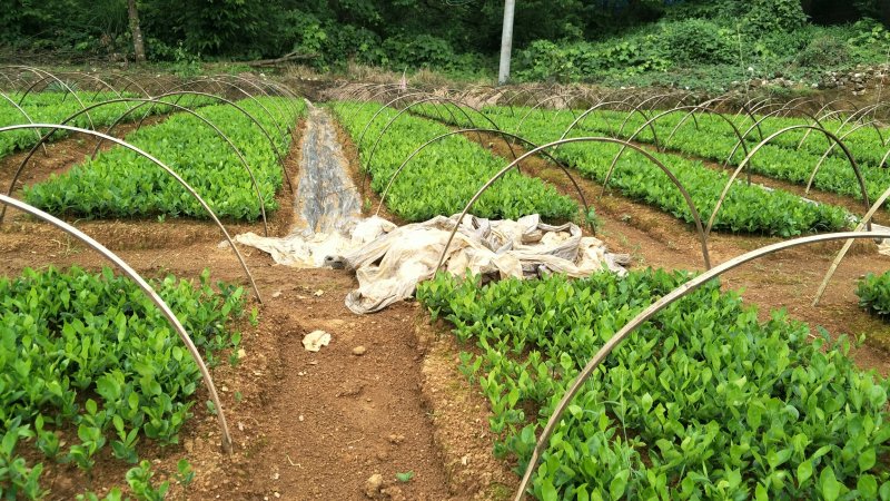 酸柚小苗，香泡小苗，地苗