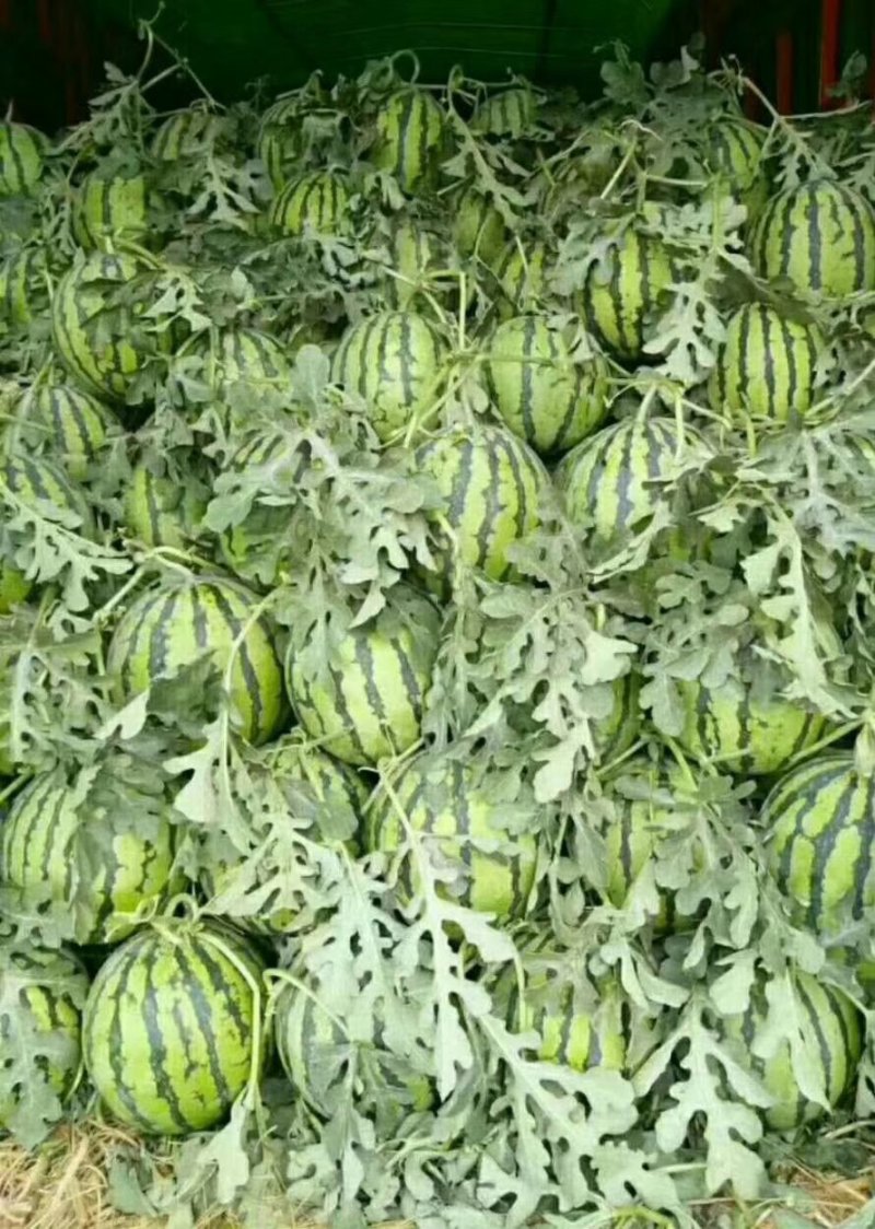 夏邑美都西瓜大量上市，小薄皮大红瓤个个都是小钢炮
