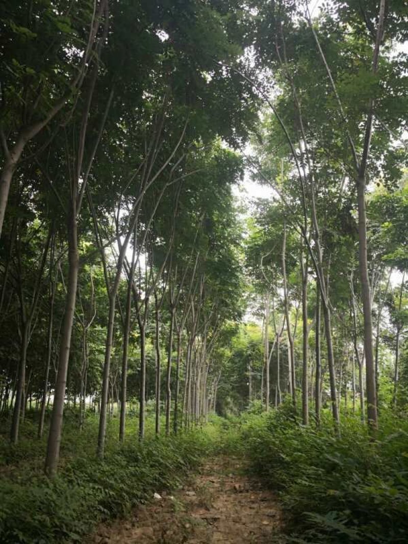 河南栾树北栾可视频看货，产地直销开挖上车一条龙服务
