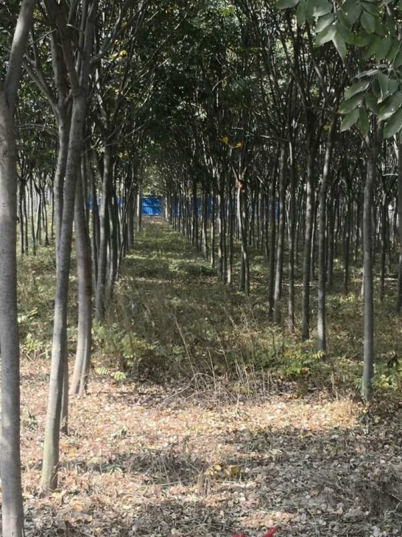 河南栾树北栾可视频看货，产地直销开挖上车一条龙服务